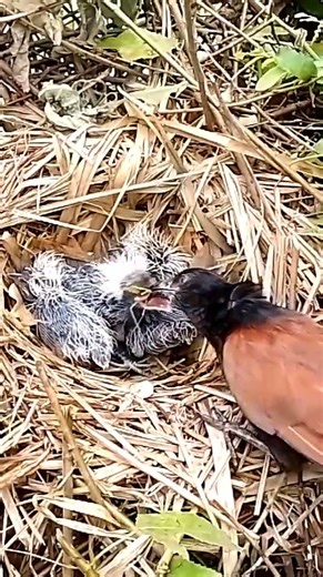 “Love in the Wild Greater Coucals Feeding Their Chicks” 🌿🐦11