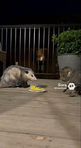 Opossum vs. Cat: The Tiny Shoe Standoff