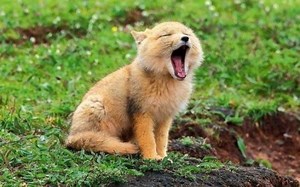 Compound Discoverer样品处理和数据采集注意事项