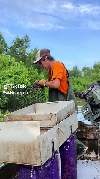 Trapping Alligators in South Louisiana: A Wild Adventure