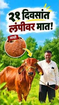 🐄 फक्त २१ दिवसांत लंपी आजारावर मात! गाय झाली निरोगी | Lumpy Cow Disease Treatment