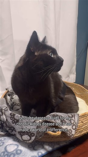 Oscar and Felix 🇨🇦 on Instagram: "Mom learned how to give me sub-q fluids at home, and honestly… it’s been a total game changer. 💧 When you have kidney disease like me, it’s really hard to stay hydrated, no matter how much you drink or how much water is in your food. My kidneys just can’t keep up anymore, so I need a little extra help. The fluids help keep everything flowing, flush out toxins, and even help with nausea and constipation. I feel way better after my treatments (and I always get