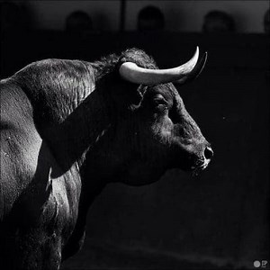 Definition and Difference between an Ox and a Bull ▷➡️ Postposmo