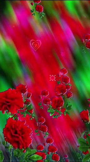 Beautiful Red Roses Video Compilation with Hearts