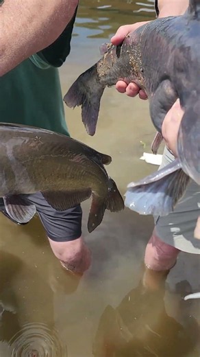 Tripled Up On Big & Eater Sized River Catfish: Swap Bottom Rigs For FATKAT Drift Rigs & Catch More!