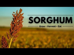 What is Sorghum? And How to Grow and Harvest