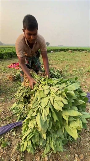 Harvesting Fresh Amaranth Leaves by Hand – So Satisfying! #viral