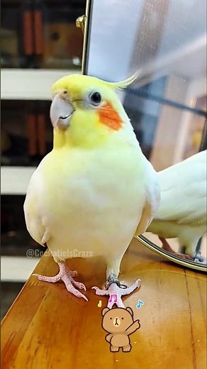 Adorable Cockatiel Jerry's Cute Singing and Dancing Moments 🎶🦜✨🥰 #cockatielscraze #cockatiel