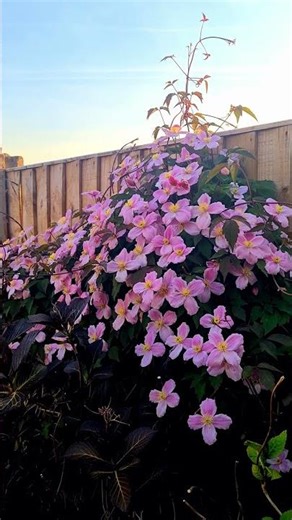 Clematis Montana from my garden