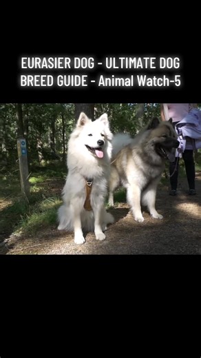 Eurasier Dog: Ultimate Breed Guide for Pet Lovers