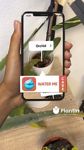 44K views · 57 reactions | Identify plants & diseases  Get customized care plans Learn how to water and fertilize your plants‍ Connect with plant enthusiasts | PlantIn AI: Never Kill Your Plants | Facebook