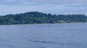 Our geoduck harvest compliance team had some special visitors off Vashon Island 😄 🐳 Our divers work every day to ensure the responsible harvest of wild geoduck - a practice that generates $22 million a year to strengthen aquatic habitat for orcas and their pals. | Washington State Department of Natural Resources