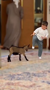 1.2M views · 10K reactions | Goat vs goat  #hasbulla #hasbullamagomedov #hasbullahushetskiy #strawberry #noodles #rusia #goat #dagestan #lamborghini #ufc #usa #hamburger #business #dubai #weekend #boss #champion #smile #relax #happiness | Hasbulla México | Facebook