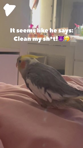 Every time my bird poops i wipe it off with a cleaning cloth. Now he imitates the noise every time he poops. It seems like he says: Clean my sh*t!😈🥲#birds #birdphotography #birdlovers #nymphensittich #cockatiel #cockatielsofinstagram #kakadu #parrotsoftiktok #parrots #papagei #birdmum #cockatielsoftiktok #cockatielsofig #cockatiellove #cockatiellife #cockatielsworldwide #birdsoftiktok #birds #featheredfriend #petsoftiktok #pets #parrotlove #parrotlife #speakingparrot