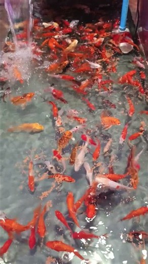 This Fish Tank Setup Will Blow Your Mind! 🤯 #Aquarium #FishTank
