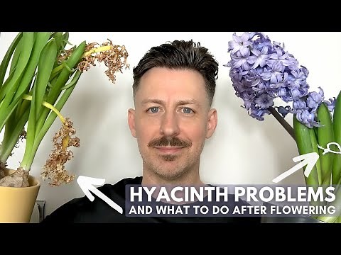 7 Indoor Hyacinth Problems and What to Do After Flowering