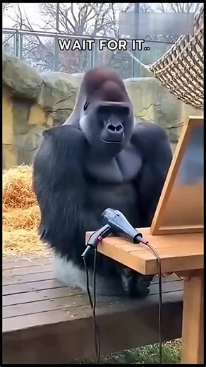 Hilarious Gorilla Moments at the Zoo