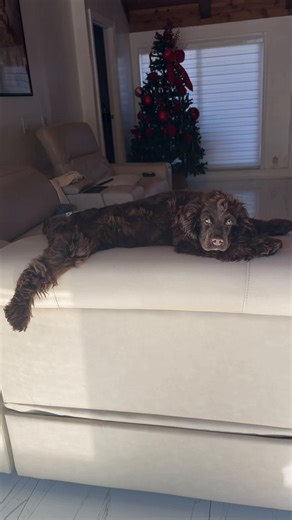 #cockerpuppy #cockerspaniel #cockerspanielpuppy | Cocker Spaniel