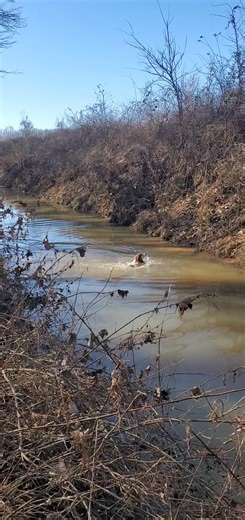 34K views · 655 reactions | We have those rabbit dogs here at Catrons kennel. | Catron's Kennel | Facebook