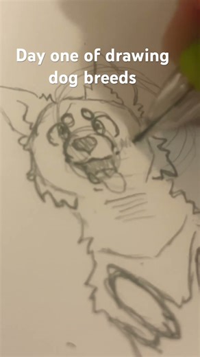 Day one of drawing dog breeds#dogs #drawing #art #day1
