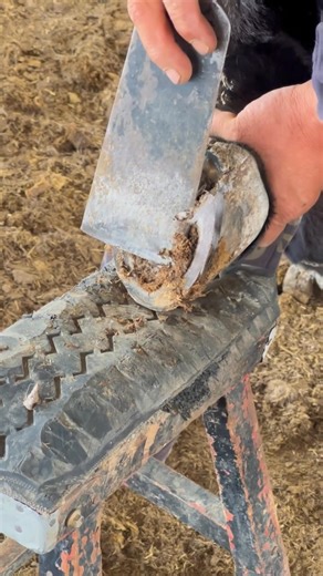 Fixing the donkey's legs to relieve stress | Cut toenails videos