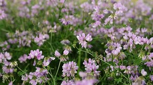 Securigera (Coronilla) varia flowers. Purple crown vetch. Securigera varia blooms in a mountainous area. Purple and white crown vetch flowers.