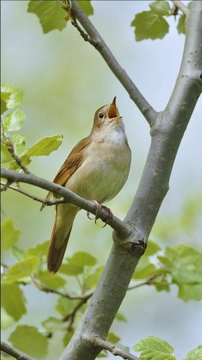 Morning Bird Songs for Study & Work – Relaxing Nature Sounds, Chirping Birds & Vibrant Bird Colors