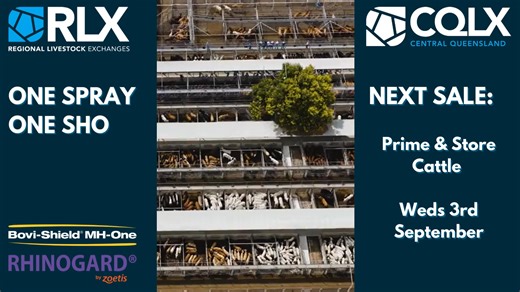 Today's yarding reduced by 1,200 to 2,543 with firmer prices across trade cattle categories. Find out more in our video report below... Elders Rockhampton Nutrien Ag Solutions Rockhampton TopX Gracemere Brian Dawson Auctions Livestock & Property Marketing Ray White Livestock Rockhampton GDL - Rockhampton/Mackay Fanning Rural Agencies - Gracemere Horse & Store Sales | Central Queensland Livestock Exchange - CQLX