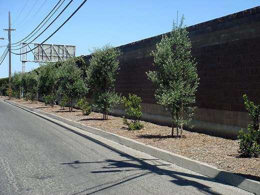 Benefits of Trees - Canopy