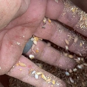 Boost egg production! Scratch & Peck Organic Layer Mash provides the nutrition your hens need for steady laying. Give them the best! 🐓🌿 | Scratch and Peck Feeds