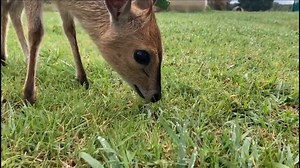 Update on the Grey Duiker in care ❤ The female Grey Duiker admitted in March this year after being found abandoned has developed well. She has received her uniquely marked ear tag to allow for post release monitoring🌿 She has become independant and self sustaining which lets us know that she is ready for the final step in her rehabilitation process, preparing for her release. She has also been allowed time to adjust to the transport box that will be used for her future release 😀 We love what w