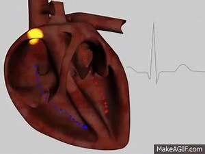 3d animation of a cardiac cycle   electrical activity on Make a GIF