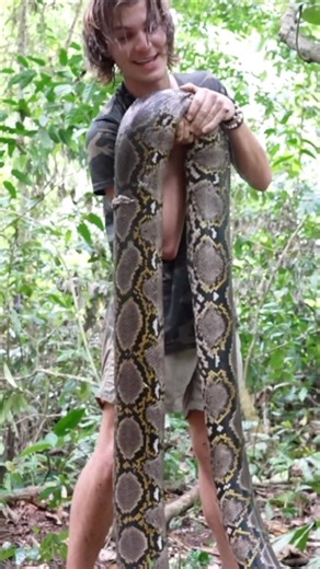 Miller Wilson on Instagram: "The world’s longest species of snake, the reticulated python 🐍🌎✨🎥 they can grow to lengths of 20 feet, large enough to take down prey such as wild deer, boars, and, on rare occasions, people ‼️ According to available records, at least a few dozen fatalities have been reported over the years, with most incidents occurring in countries like Indonesia, the Philippines, and Malaysia. #snake #snakesofinstagram #nature #wildlifephotography #naturephotography #herping #i