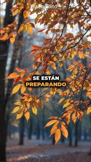 ¿Por Qué los Árboles Pierden sus Hojas en Otoño? 🍂 #Sencillito #Educación #Curiosidades