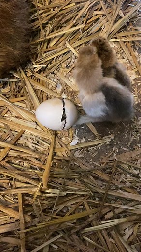 I love when I make it in time to see the magic happen🥺 #wackywoodsfarm #silkiechicken #silkiechicks #hatching #mommahen #chickensoftiktok #hobbyfarm #farmlife #ontario