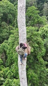 Sky-Scraping Tree Climber Hunter Conquers Giant Wild Bee Hive