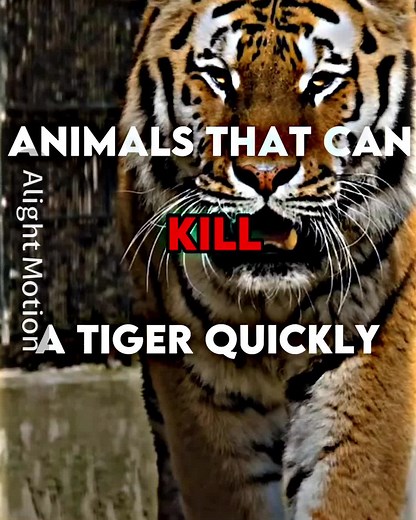 Animals that Can Kill a Tiger: Discover the Top Predators