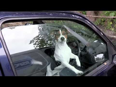 RSPCA Video - The Dog Rescuers Episode 4