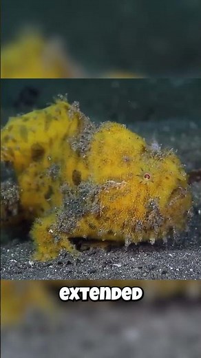 Frogfish: They Can Survive... FOREVER Without Food?!