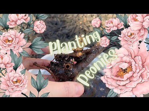 Planting Peonies in Zone 9b 🌸🌸🌸:: Bare Root Peonies in Warm Climates!! Will it Work?!?