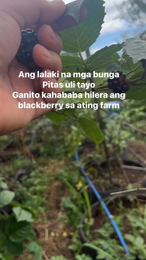 Ganito kahaba ang taniman ntin ng blackberry everbearing po cla lika harvest ili tayo ang dami na nnmn hinog😍 Sanay sa init ulan ang mga puno natin | ANA's Berry and Fig Botanica