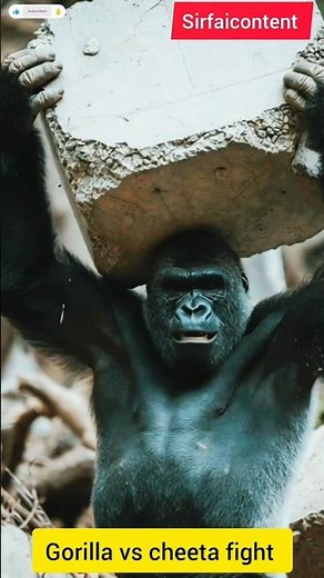 Gorilla vs Cheetah |Jungle Power vs Speed | Epic Animal Fight#superanimal #animals#ytshorts