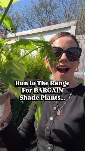 Bargain Shade Plants at The Range - Garden on a Budget