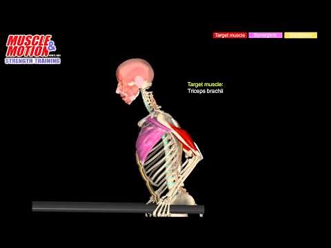 Dips - Variations with Target Muscles and Synergists