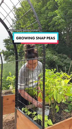 You shouldn’t have to wait any longer than absolutely necessary to harvest fresh snap peas 🫛 from your garden this fall with this gardening tip! #snappeas #growingpeas #fallgardenprep #gardeninghack