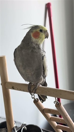 This Cocktail Actually SINGS