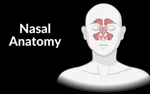 鼻解剖（软骨、鼻腔、鼻窦、鼻道、鼻黏膜）