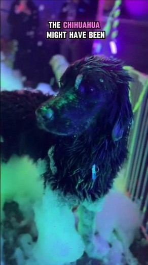 Canine Glow Foam Party, Doggie Rave Foam Party