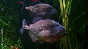 Underwater shooting of floating piranhas in the depths of the river