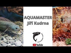 AQUAMASTER - Jiří Kudrna - Akvarijní ryby, rostliny, živočichové, import, export, chov